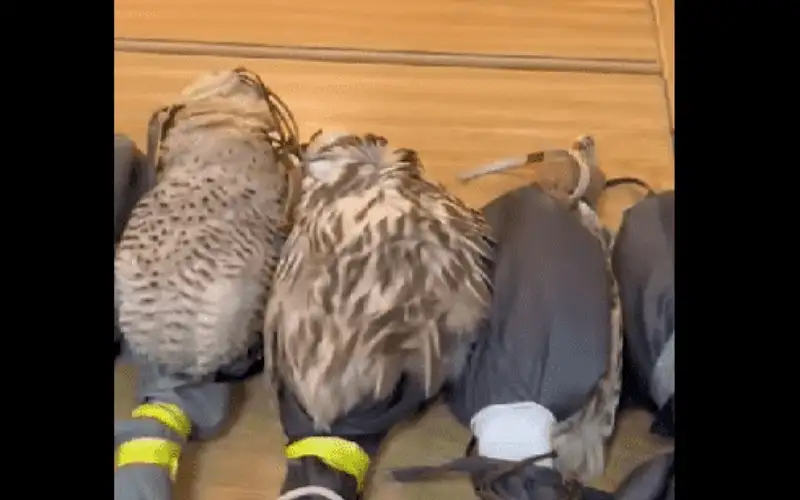 الأردن.. احباط تهريب 21 صقرا جارحا