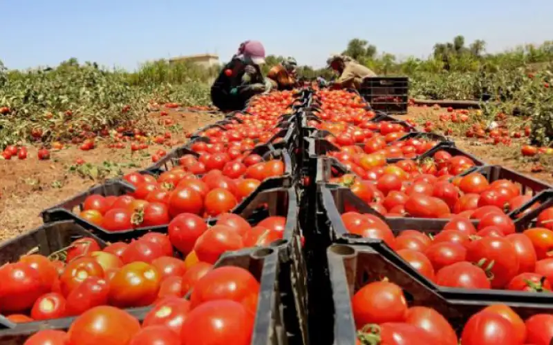 مدير اتحاد المزارعين: هناك تصدير لكيان