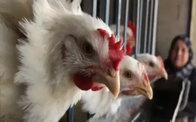 25 مليون طير دجاج سيستهلكها الأردنيون