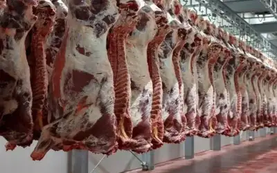 إتلاف قرابة 250 كغم من اللحوم