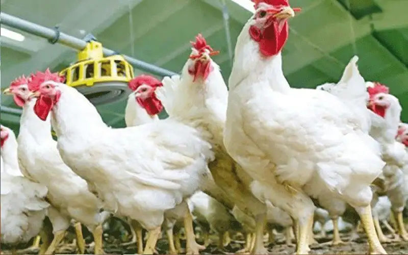 حماية المستهلك تطالب بسقوف سعرية للدواجن