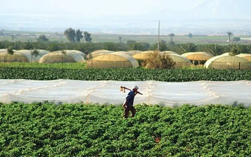 الحياري: الخطة الزراعية اسهمت بخفض الواردات