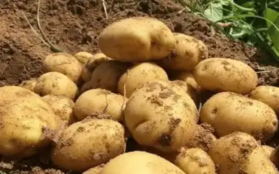 ارتفاع طلب البطاطا الأردنية في الأسواق