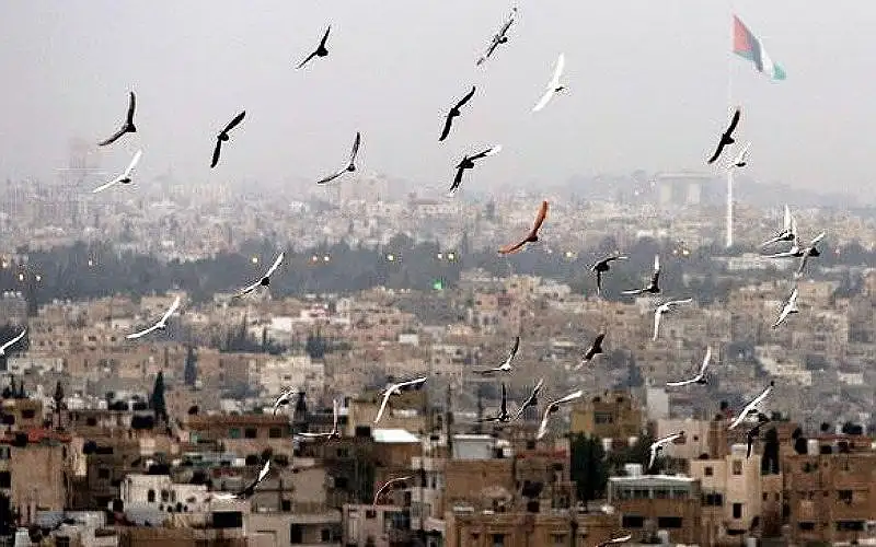 طقس لطيف الحرارة في اغلب المناطق