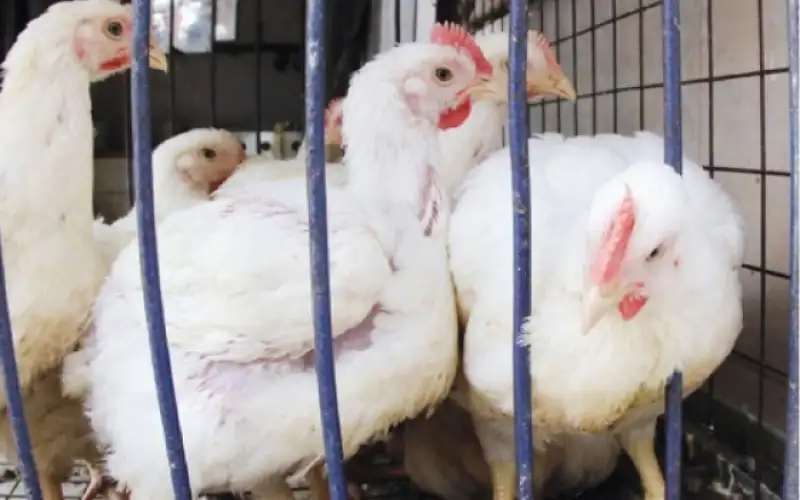 العمانيون يستهلكون مليون و408 آلاف دجاجة