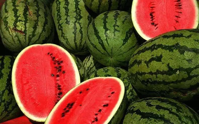 هذه العلامات تكشف فساد البطيخ.. انتبه