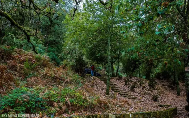 غابات تونس .. ثروة الـمليون شخص