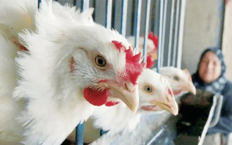 تحـديد سقوف سعرية للدجاج في الأردن