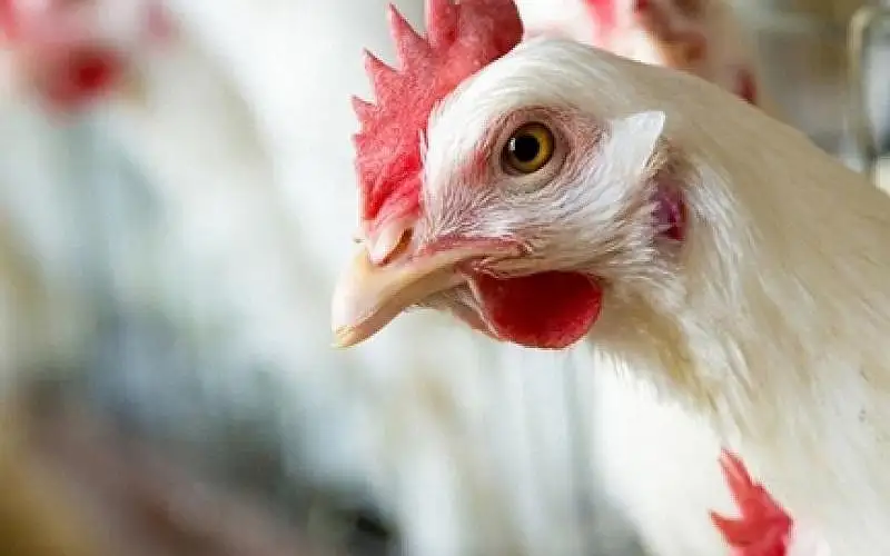 إتحاد المزارعين يكشف أسباب ارتفاع أسعار