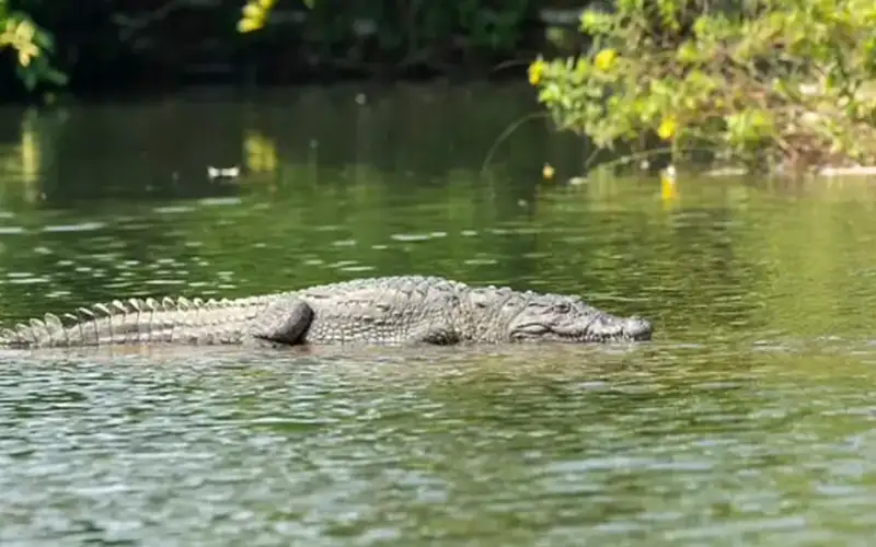 ضاقا ذرعا بطفلهما المعوق .. فألقيا