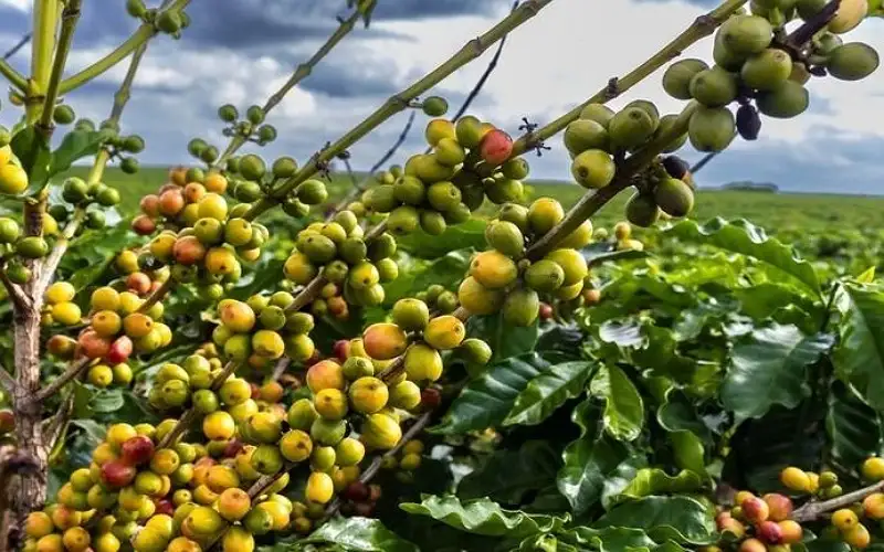 توقعات بارتفاع أسعار البن عالميا 25%