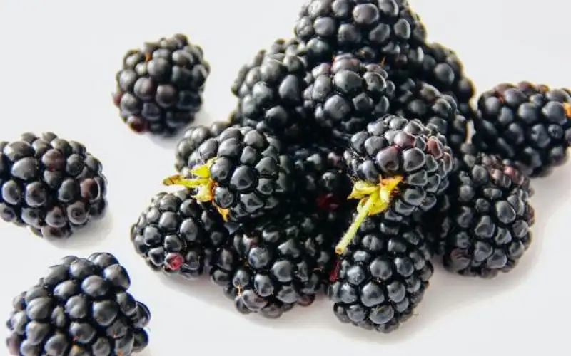 ما الأطعمة التي تحتوي على البوليفينول؟