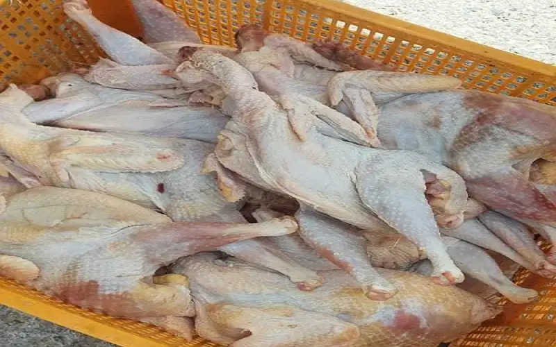 إتلاف 4 أطنان دجاج فاسد في