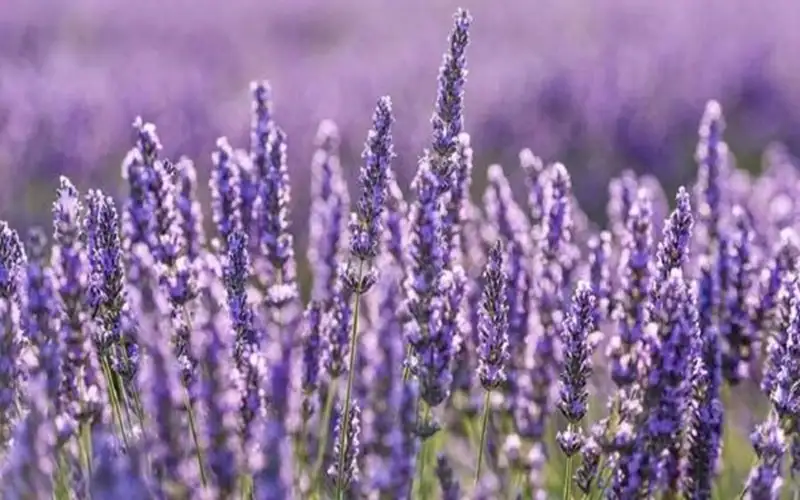 فوائد وأضرار نبات الخزامى