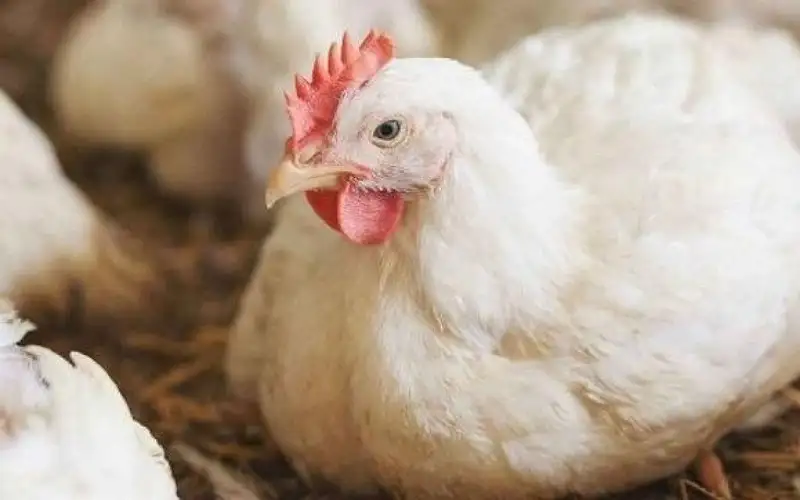 مخالفة 45 محلا للدجاج بسبب الأسعار