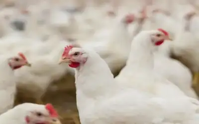 66 مخالفة للسقوف السعرية للدجاج في