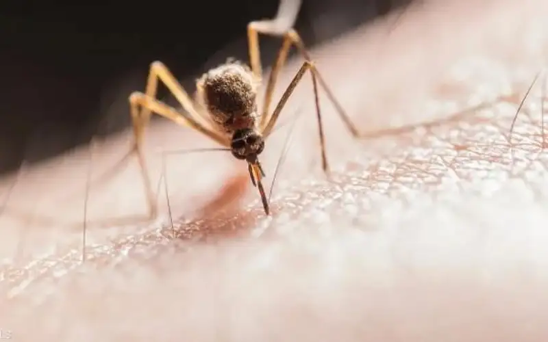 4 ألوان تجذب البعوض .. لا