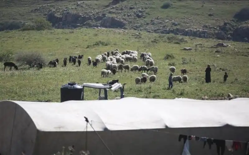 مستوطنون يسرقون 25 رأس غنم شرقي