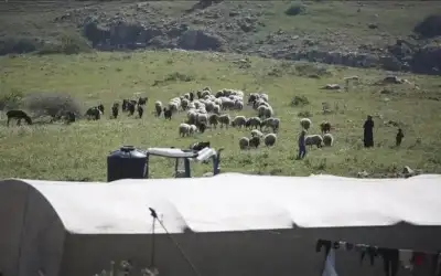 مستوطنون يسرقون 25 رأس غنم شرقي