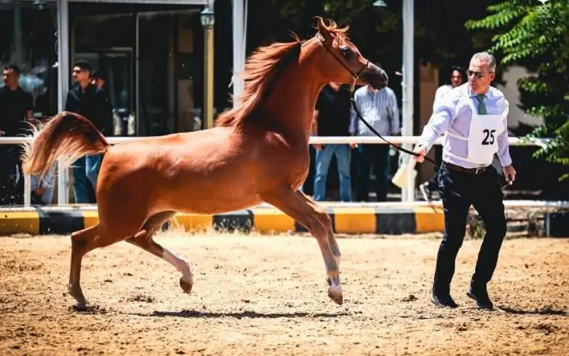 انطلاق بطولات الأردن الوطنية للخيول العربية