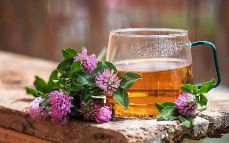 منها برسيم المروج.. 5 أعشاب لتنقية