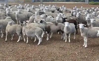 منها الأردن.. أستراليا تحظر تصدير الخراف