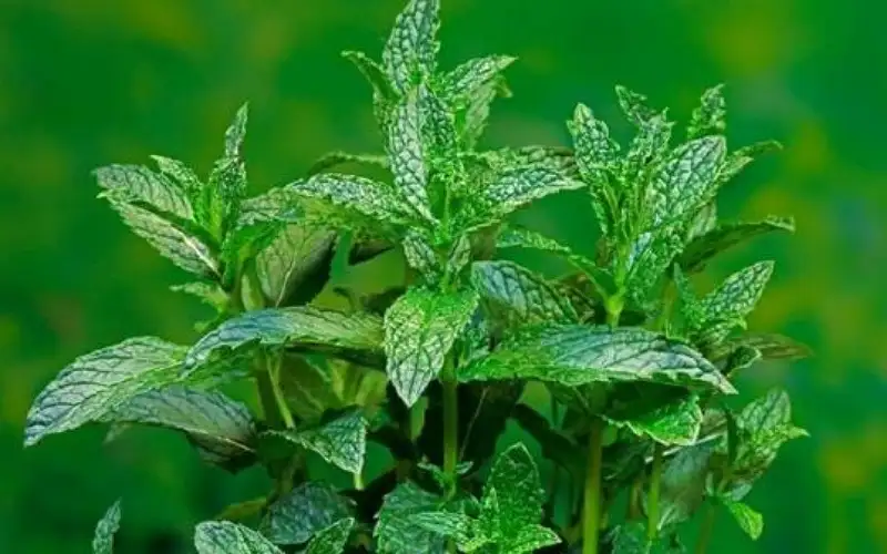 فوائد وأضرار النعناع