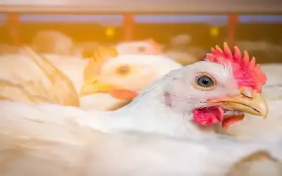 وزارة الزراعة تفتح باب استيراد الدواجن