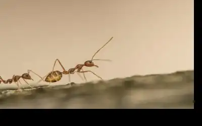 حيلة مدهشة لإبعاد الحشرات عن منزلك