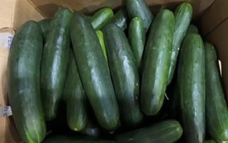 سحب الخيار الأخضر الداكن من الأسواق