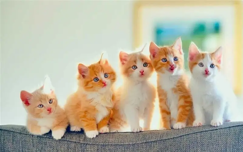 دراسة: القطط بوابة خلفية لانتقال إنفلونزا