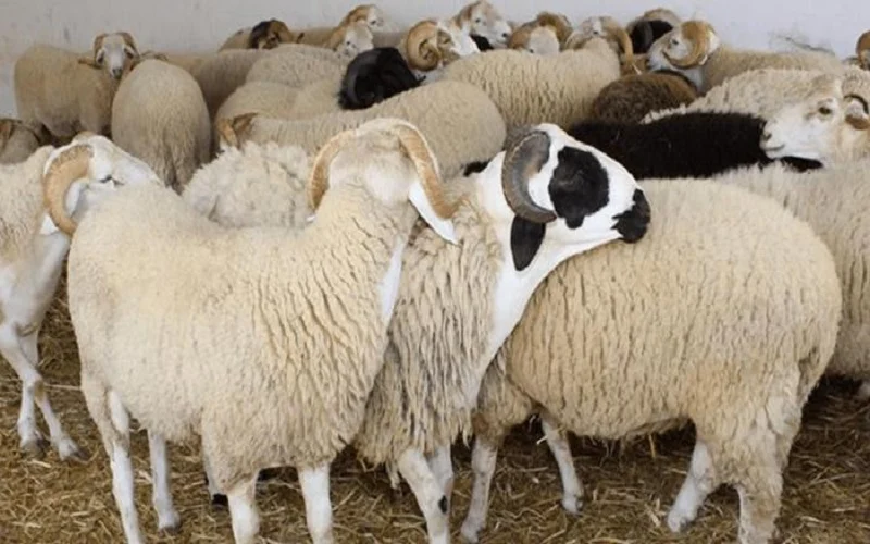 بلدية اربد الكبرى تحدد أماكن ذبح