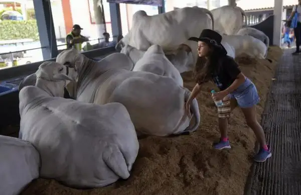 4 ملايين دولار لأغلى بقرة في