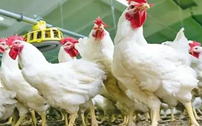 الفلبين تحظر واردات منتجات الدواجن من