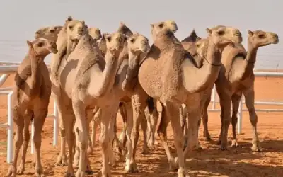الحكومة تفكر بدعم مربي الإبل في