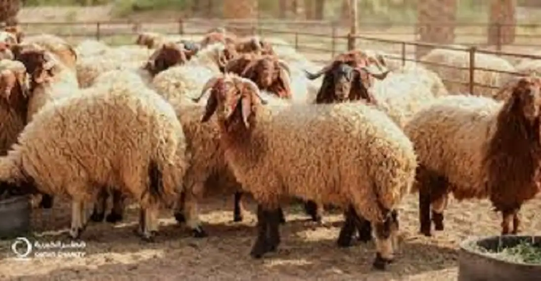 مع اقتراب عيد الأضحى.. نصائح مهمة