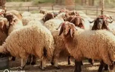 مع اقتراب عيد الأضحى.. نصائح مهمة