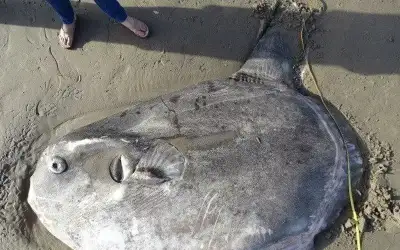 المياه تجرف سمكة عملاقة ونادرة في