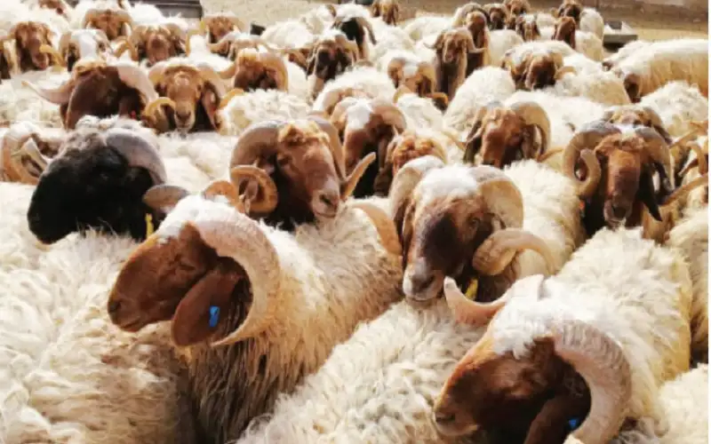المفرق تصدر 334 ألف رأس غنم