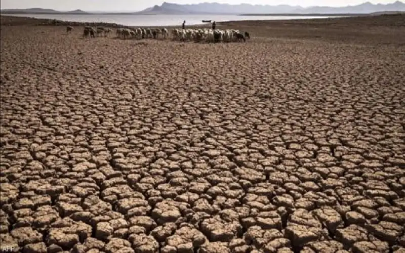 نفوق آلاف الأسماك في المكسيك بسبب