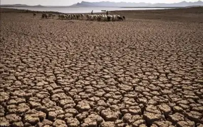 نفوق آلاف الأسماك في المكسيك بسبب