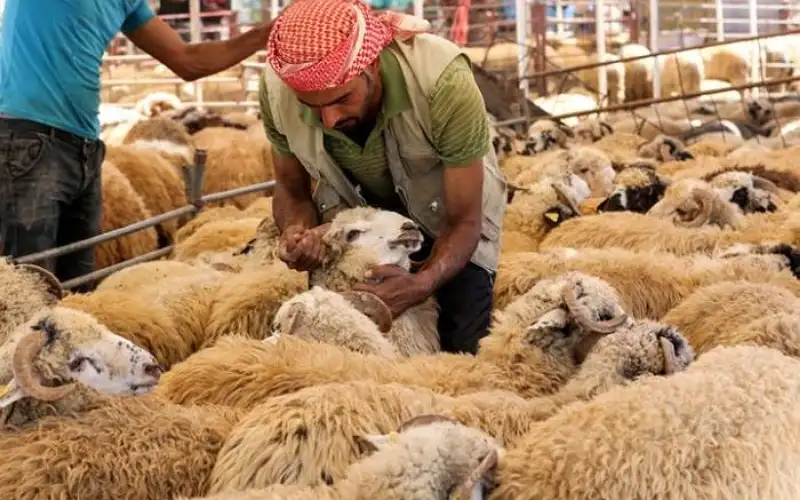 تعرف على أسعار الأضاحي في العالم