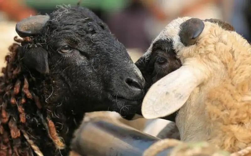 الإفتاء توضح حكم استدانة ثمن الاضحية