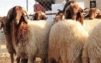 بلدية بني عبيد تنفذ حملة على