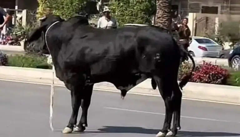 ثور هارب يعطل المرور ويهشم السيارات