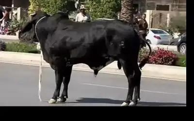 ثور هارب يعطل المرور ويهشم السيارات