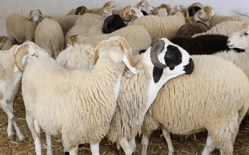 حكم الأضحية عن الميت