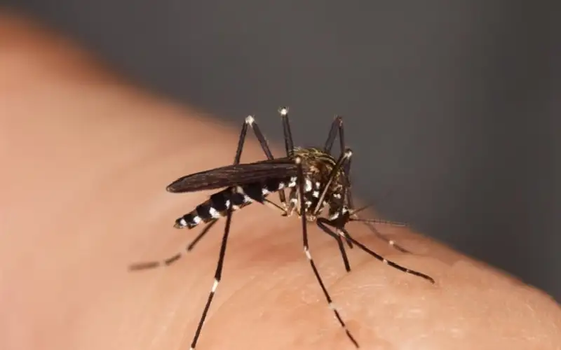 مع الحرارة والسفر.. تحذيرات من بعوضة