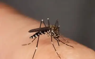 مع الحرارة والسفر.. تحذيرات من بعوضة