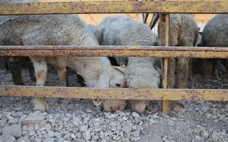 أمانة عمان: إزالة 133 حظيرة أضاحي